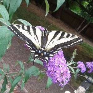 Meet your Posher, Debra